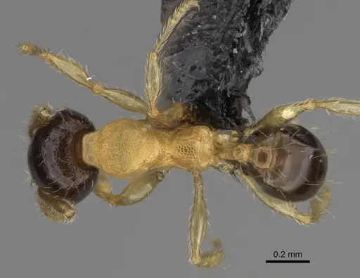 Pheidole zannia specimen CASENT0635834 image casent0635834_1