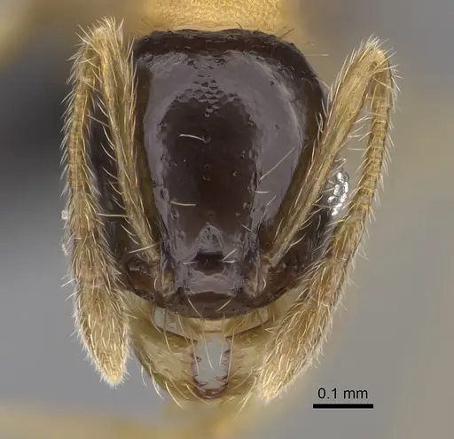 Pheidole zannia specimen CASENT0635834 image casent0635834_2