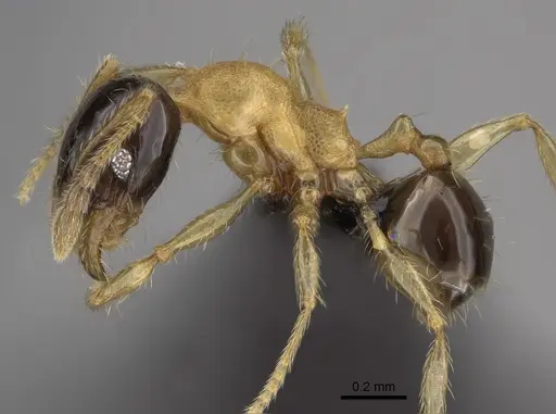 Pheidole zannia specimen CASENT0635834 image casent0635834_3