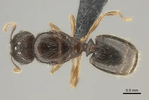 Pheidole zavamanira specimen CASENT0029411 image casent0029411_1