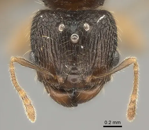 Pheidole zavamanira specimen CASENT0029411 image casent0029411_2