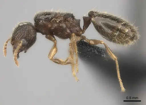 Pheidole zavamanira specimen CASENT0029411 image casent0029411_3