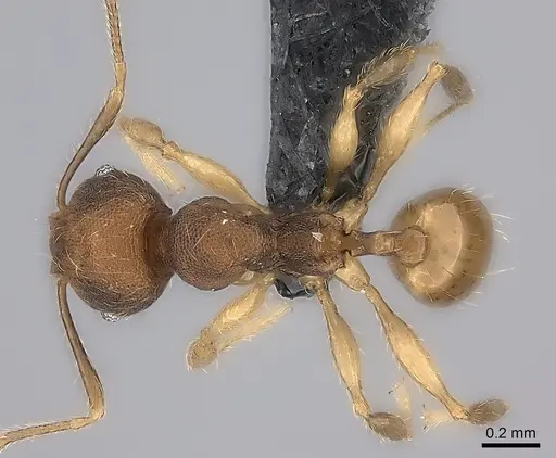 Pheidole zavamanira specimen CASENT0029464 image casent0029464_1