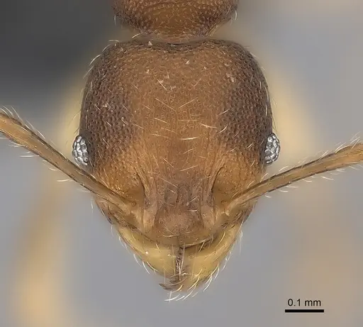 Pheidole zavamanira specimen CASENT0029464 image casent0029464_2