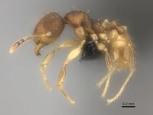 Pheidole zavamanira specimen CASENT0029464 image casent0029464_3