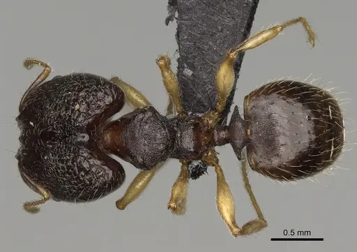 Pheidole zavamanira specimen CASENT0485886 image casent0485886_1