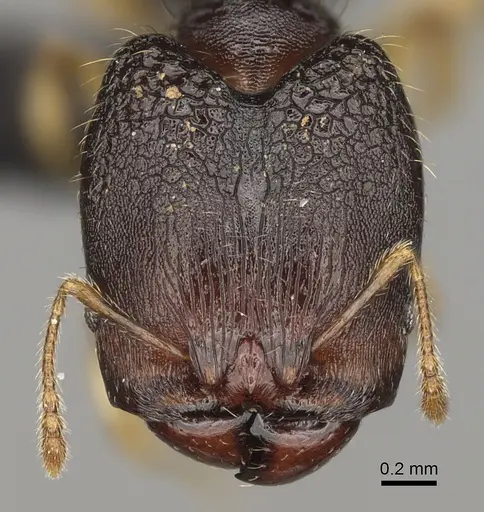 Pheidole zavamanira specimen CASENT0485886 image casent0485886_2