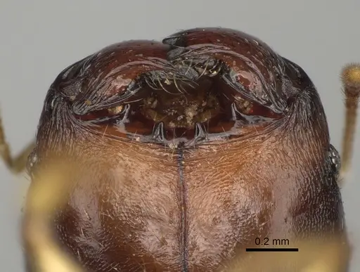 Pheidole zavamanira specimen CASENT0485886 image casent0485886_3