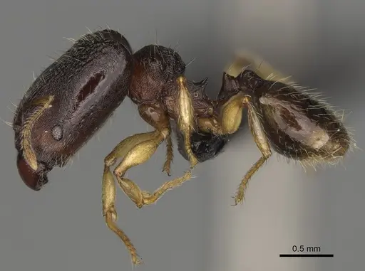Pheidole zavamanira specimen CASENT0485886 image casent0485886_4
