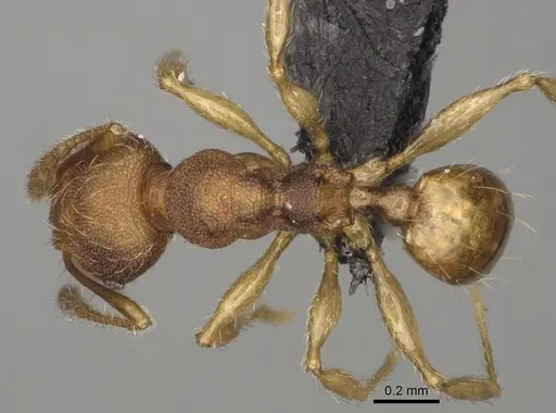 Pheidole zavamanira specimen CASENT0485890 image casent0485890_1