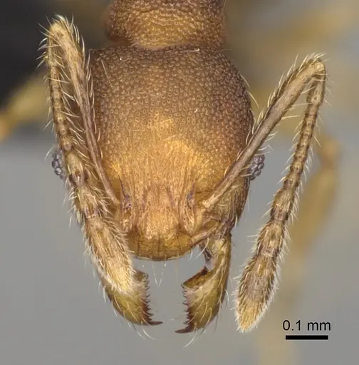 Pheidole zavamanira specimen CASENT0485890 image casent0485890_2
