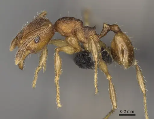 Pheidole zavamanira specimen CASENT0485890 image casent0485890_3