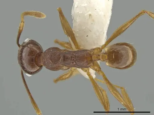 Pheidole zelata specimen CASENT0645896 image casent0645896_1