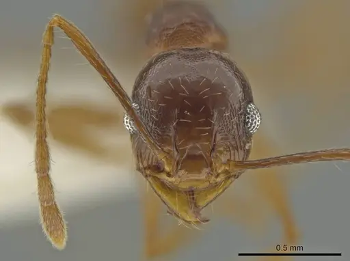 Pheidole zelata specimen CASENT0645896 image casent0645896_2