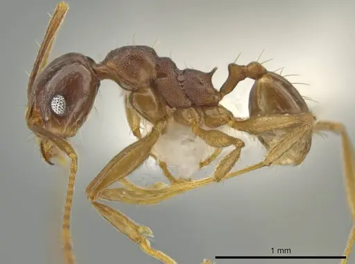 Pheidole zelata specimen CASENT0645896 image casent0645896_3