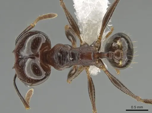 Pheidole zelata specimen CASENT0650116 image casent0650116_1