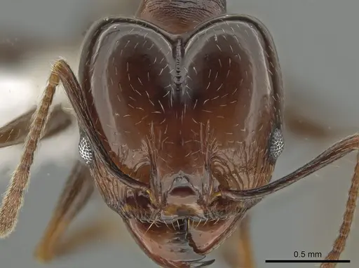 Pheidole zelata specimen CASENT0650116 image casent0650116_2