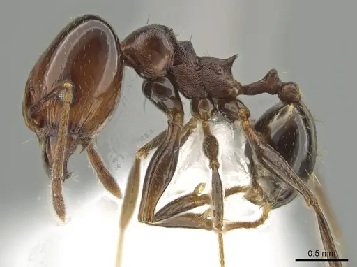 Pheidole zelata specimen CASENT0650116 image casent0650116_3