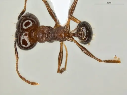 Pheidole zelata specimen ECOFOG-IT14-0435-59-S image ecofog-it14-0435-59-s_1