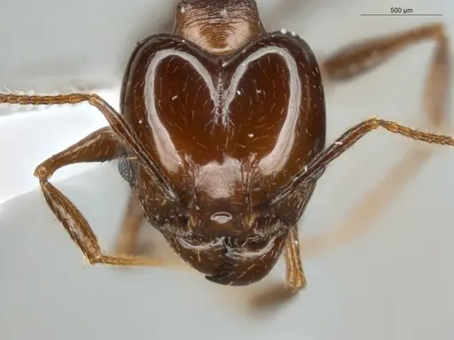 Pheidole zelata specimen ECOFOG-IT14-0435-59-S image ecofog-it14-0435-59-s_2