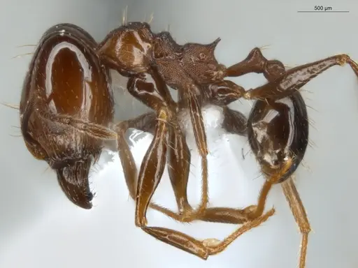 Pheidole zelata specimen ECOFOG-IT14-0435-59-S image ecofog-it14-0435-59-s_3