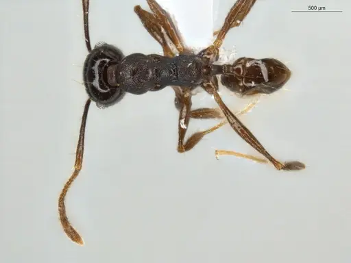 Pheidole zelata specimen ECOFOG-IT14-0435-59 image ecofog-it14-0435-59_1