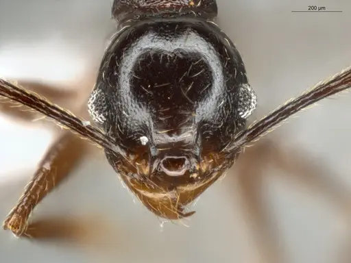 Pheidole zelata specimen ECOFOG-IT14-0435-59 image ecofog-it14-0435-59_2
