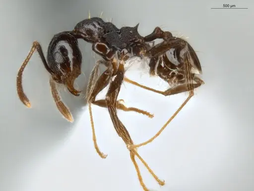 Pheidole zelata specimen ECOFOG-IT14-0435-59 image ecofog-it14-0435-59_3