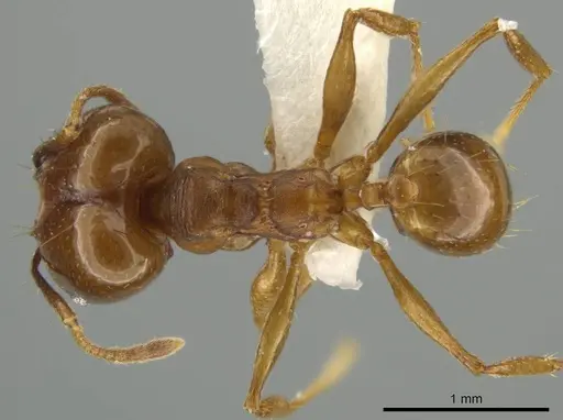 Pheidole zelata specimen JTLC000016580 image jtlc000016580_1