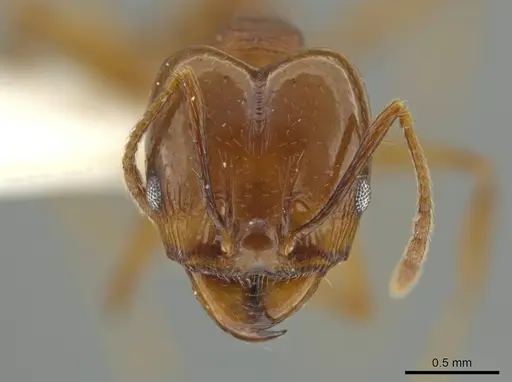 Pheidole zelata specimen JTLC000016580 image jtlc000016580_2