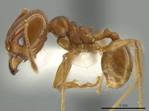Pheidole zelata specimen JTLC000016580 image jtlc000016580_3