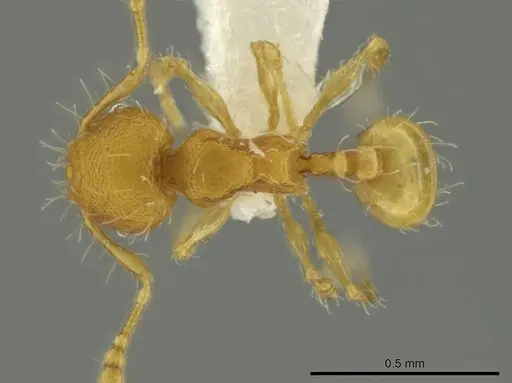 Pheidole zeteki specimen CASENT0636804 image casent0636804_1