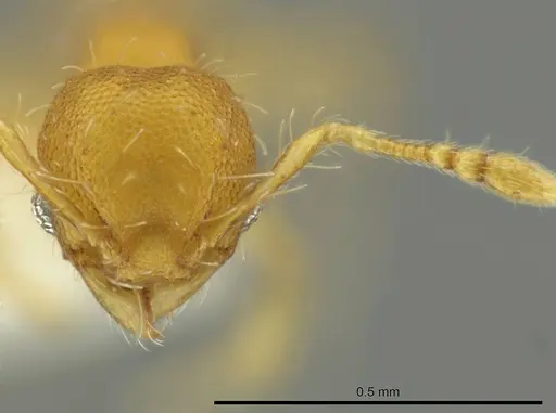 Pheidole zeteki specimen CASENT0636804 image casent0636804_2