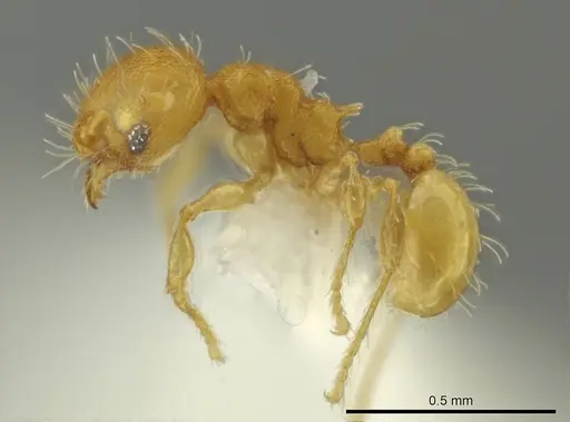 Pheidole zeteki specimen CASENT0636804 image casent0636804_3