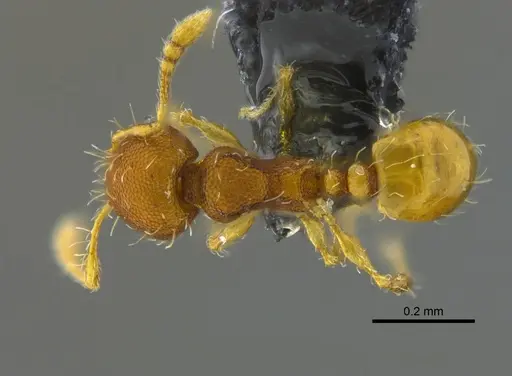 Pheidole zeteki specimen CBUMAGENT42024 image cbumagent42024_1