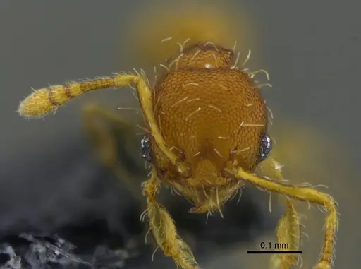 Pheidole zeteki specimen CBUMAGENT42024 image cbumagent42024_2