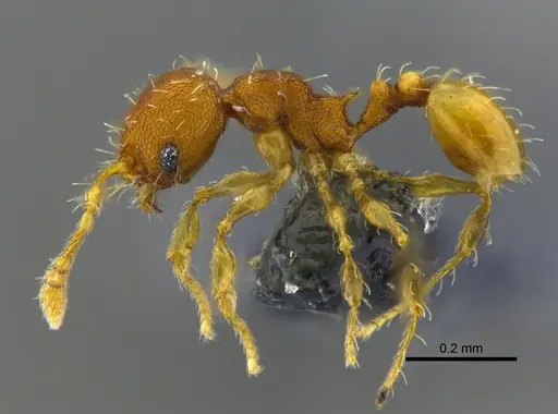 Pheidole zeteki specimen CBUMAGENT42024 image cbumagent42024_3