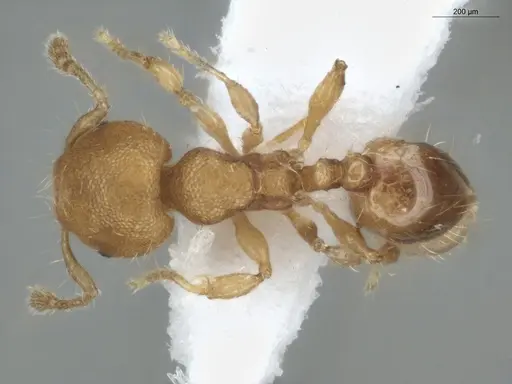 Pheidole zeteki specimen ECOFOG-IT14-0810-36 image ecofog-it14-0810-36_1