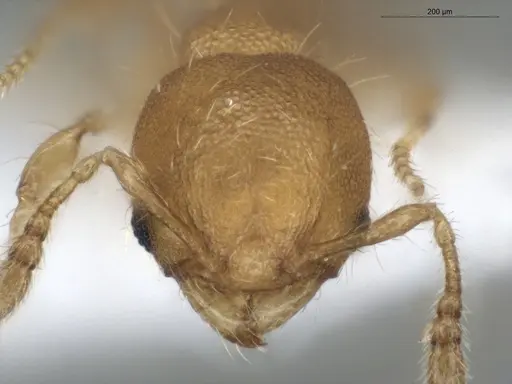 Pheidole zeteki specimen ECOFOG-IT14-0810-36 image ecofog-it14-0810-36_2