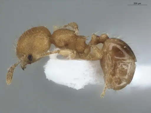Pheidole zeteki specimen ECOFOG-IT14-0810-36 image ecofog-it14-0810-36_3