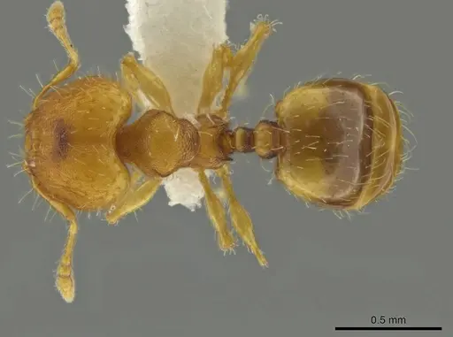 Pheidole zeteki specimen JTLC000016581 image jtlc000016581_1