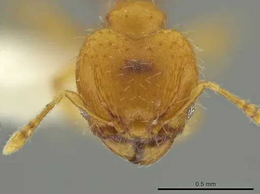 Pheidole zeteki specimen JTLC000016581 image jtlc000016581_2
