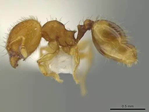 Pheidole zeteki specimen JTLC000016581 image jtlc000016581_3
