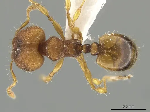 Pheidole zeteki specimen SPYC0005741 image spyc0005741_1