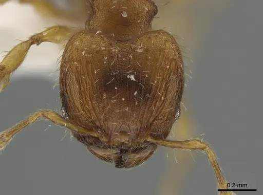 Pheidole zeteki specimen SPYC0005741 image spyc0005741_2