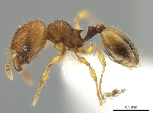 Pheidole zeteki specimen SPYC0005741 image spyc0005741_3