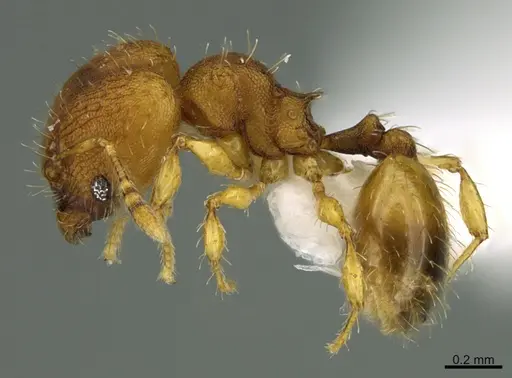 Pheidole zeteki specimen SPYC0008000 image spyc0008000_1