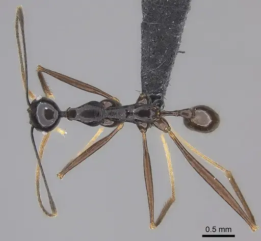 Pheidole zirafy specimen CASENT0064130 image casent0064130_1