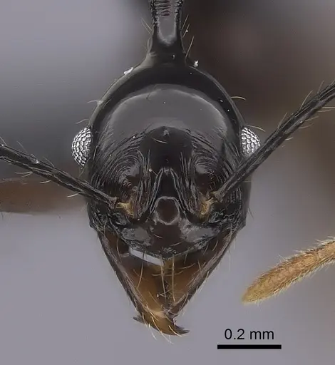 Pheidole zirafy specimen CASENT0064130 image casent0064130_2