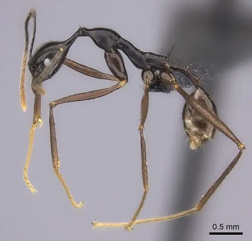 Pheidole zirafy specimen CASENT0064130 image casent0064130_3